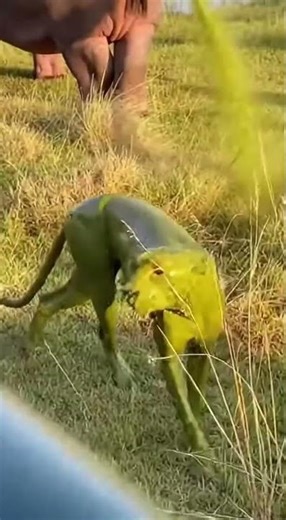 Hippo’s Craziest Defense Against Cheetah