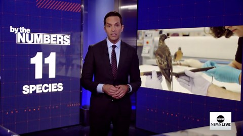By the Numbers: Animals going extinct