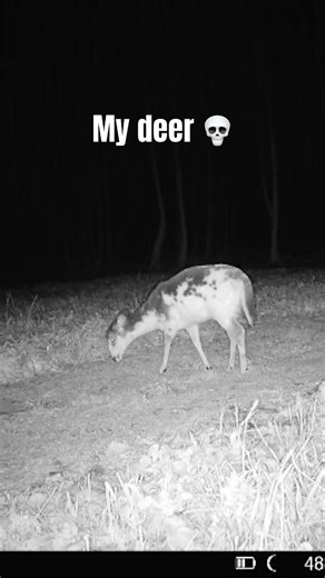 Friends Deer vs. My Deer #funny #relatable #deerhunting #whitetails #hunting