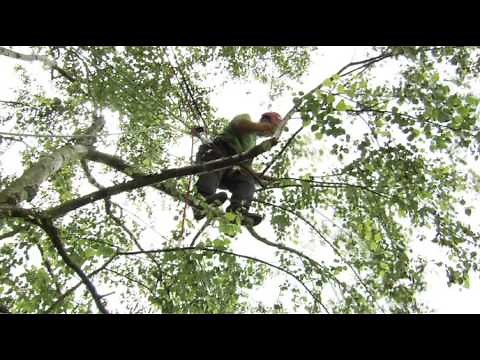 Respectons les arbres complet