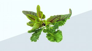 HMGICS SmartFarm “Sowing the Future” Long Ver. (Director’s Cut)