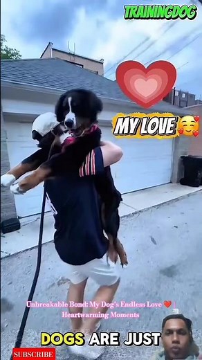 Unbreakable Bond: My Dog’s Endless Love ❤️ | Heartwarming Moments #doglife