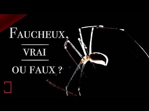 LE "FAUCHEUX" La fameuse araignée des plafonds ! - ANIMAUX MDE FOCUS