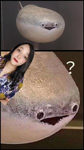 El pez ●∇● #sacabambaspis #paleozoico #animales #fossils | PaleoAndrea