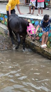 Traditional culture horse bathing in river 🤠 #horse #fyp #reels | Kuda Kuningan