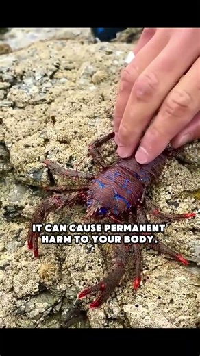 Can you eat this shrimp? #didyouknow #science #seafood #shrimp