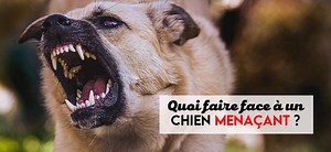 [2025] Nez à nez avec un chien agressif ? Comment réagir et se protéger en 7 étapes !