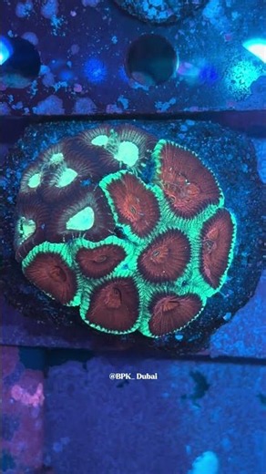 🎥 This 2 Tone Favia Is an Absolute Reef Gem! 💎 | Double the Color, Double the Reef Glow! #aquarium