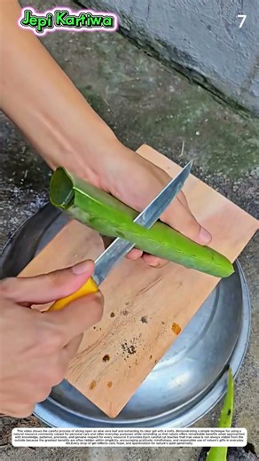 Aloe Vera Preparation: How Careful Knife Work Transforms Fresh Leaves into Clean Gel