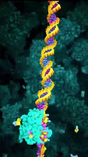 DNA Repair in Action: Understanding Single-Strand Resection