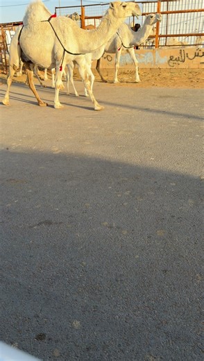 أفضل البل الصالحات للبيع في الرياض