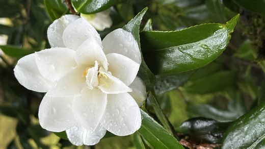 Spring arrives: Views from Seattle Japanese Garden