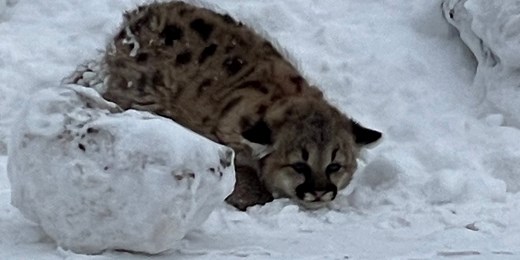 See it: Endangered cougar cubs spotted in Michigan for first time in more than 100 years