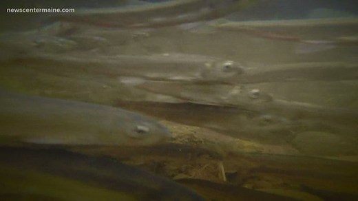 Maine seeks volunteers to help track rainbow smelt population
