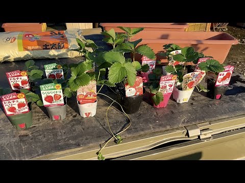 イチゴのプランター栽培【家庭菜園初心者オススメ】抑えるべきポイント 21/10/15