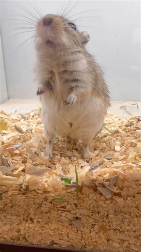 POV: You just unlocked the Gerbil Level 🐾💨