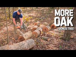 Cutting Firewood + Wrong Way Tree | 28 Ton Log Splitter & STIHL MS310