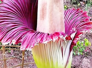 一种全身含有剧毒的花，其毒性最强的根茎却被国人吃了两千多年！