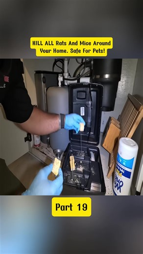 KILL ALL Rats And Mice Around Your Home. Safe For Pets! #pestcontrolhacks #ratsandmice #homepestfree #part19