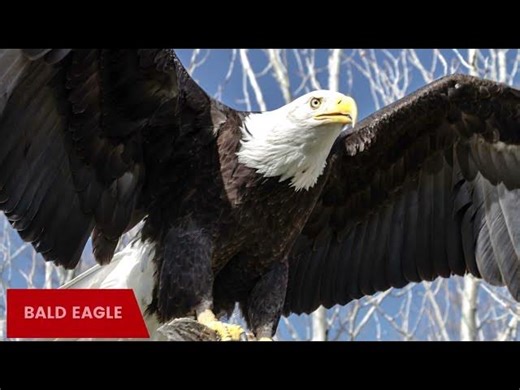Exploring the Majestic Eagles of Iowa
