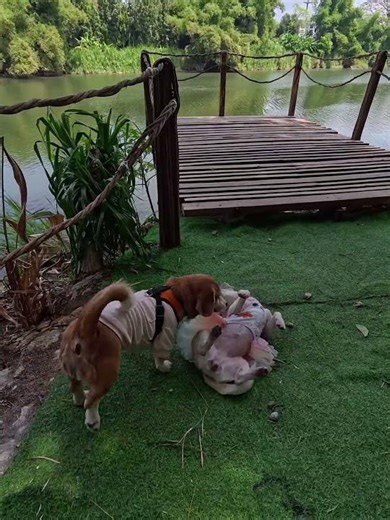 Beagle sisters Yuki & Summer. Enjoying their dogcation. #beagleclub #Beagle #dogs #BeagleLife