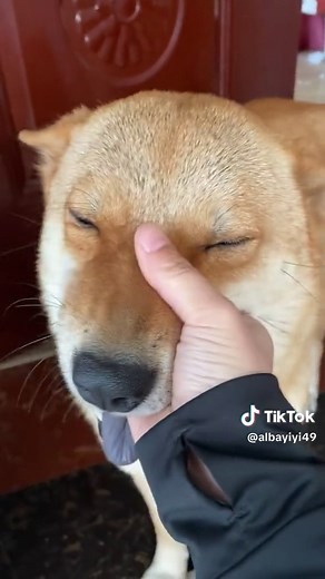 Adorable Chow Chow Dog Compilation | Cute Dogs TikTok Videos