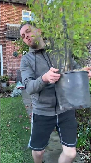 Adding black bamboo to my garden | black bamboo phyllostachys nigra #garden #gardening #gardener