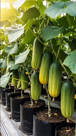 🥒 From Seed to Harvest! Giant Cucumbers Growing in Grow Bags 😱🌱 #Shorts
