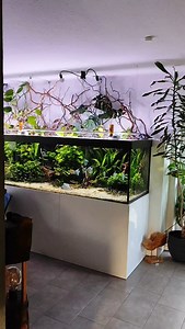 My 3000-liter tank is illuminated with the @daytime_led Daytime Matrix. I'm very satisfied. ____________________ Follow for more content @supersize_aquascaping ____________________ Tank size : 4000*1000*750 Volume : 3000l Light : @daytime_led Water care : @easylifeaquariumproducts Fish : @fishtopia_official 💸15% Rabattcode supersize15 bei fishtopia.de #aquariums #aquarium #aquariumhobby #fishtank #aquatank #akvaryum #aquaristik #aquariumfans #aquariumlife #plantedtank #plantedaquarium #aquascap