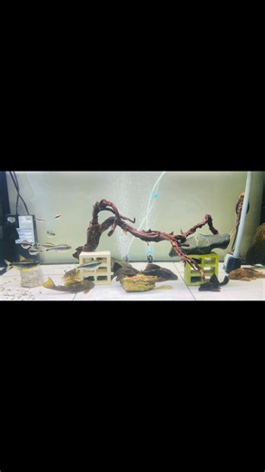 換換口味 #pleco #plecotank #plecostomus #plecosofinstagram #plecolife #plecos #plecomania #plecolove #plecokeeper #plecolover #plecobreeding #plecoaddict #plecofish #觀賞魚 #異型魚 #熱帶魚 #水族 #l027d #l027dpleco #l027d雷神皇冠豹 #大頭轟雷 #大頭轟雷皇冠豹 #l027 #l027pleco #l027c #金線皇冠豹 | Kaungjung Sun