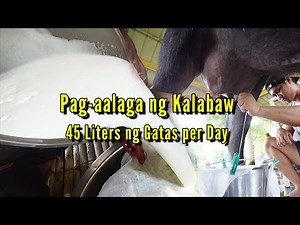 Pag-aalaga ng Kalabaw - 45 liters na Gatas per Day