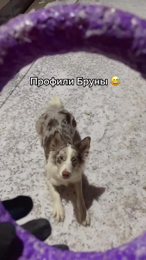 Border Collie Moments: Snowy Adventures and Cozy Vibes