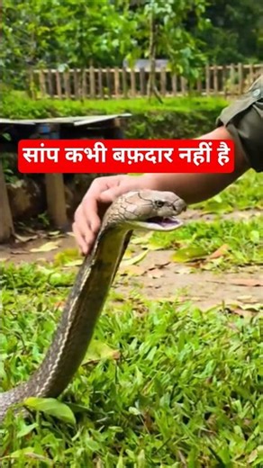 #दुनिया में सबसे बड़ा सांप कौन है #kingcobra विश्व में सबसे बड़ा सांप कौन है #snakerescue कैसे होता