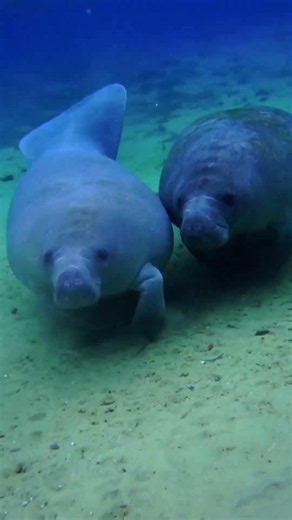 Amazing Manatee Fact