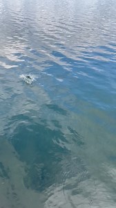 Super natural Replicant Carp 🐟 | Fox Rage