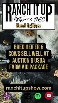 Bred Heifer & Cows Sell Well At Auction & USDA Farm Aid Package