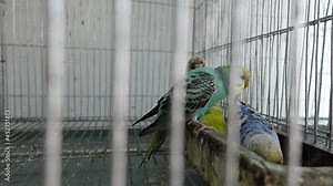 Budgerigar birds of different colors are eating inside the cage in an unhealthy environment. The budgerigar is also known as the common parakeet or shell parakeet in a steel cage.