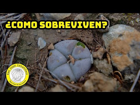 Ariocarpus y Lophophora en habitat: Cómo sobreviven los cactus en el desierto?