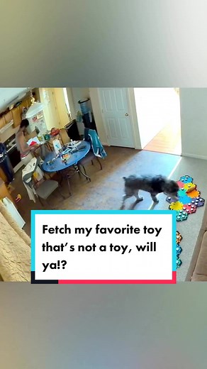 Talking Dog Uses Pet Buttons for Hilarious Conversations
