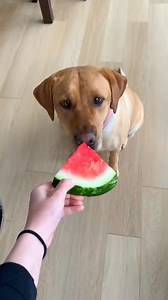 128K views · 4.1K reactions | Funny cute dogs | Pets & Cats | Facebook