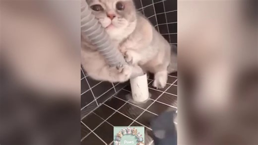 Funny Animals  make U laugh  sooooo HARD!!! #14