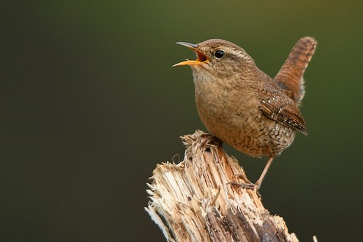 7 Species Of Wrens In Ohio - Picture And ID Guide