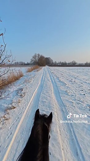 czyli jednak faktycznie króliki, nie zające 🫢🐰 • koniara • konie • stajnia • pasja • teren • galop • jeździectwo • jazda konna • wycieczka • przygoda • odpoczynek • relaks • asmr • koń #koniara #konie #dc #jazdakonna #galop