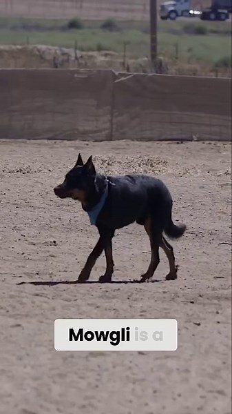 Amazing Beauceron Herding Skills!