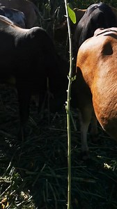 3.5K views · 104 reactions | Longer video of the bull herd now 158...