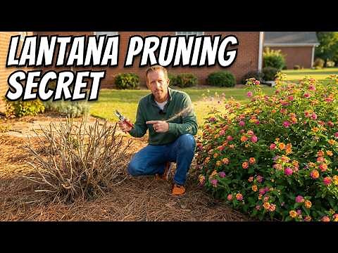 Prune Lantana Right and Watch It Explode With Blooms