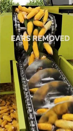 How They Harvest Corn in Seconds