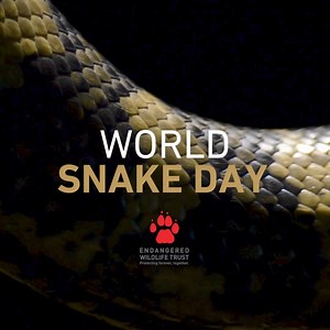 Happy World Snake Day! Today, we celebrate the diversity and importance of snakes around the world. With approximately 3,500 species globally and 176 species and subspecies in southern Africa, snakes play crucial roles in ecosystems as predators and prey regulators. Join us in appreciating these remarkable creatures and learning more about their fascinating adaptations! 🐍🐍 | Endangered Wildlife Trust