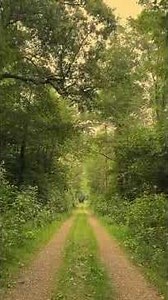 Calm Forest Walk 🌳 ASMR Sounds for Instant Rest #shorts