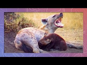 A Day in the Life of a Spotted Hyena Clan